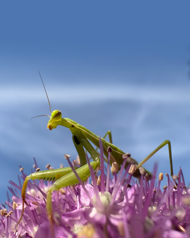 Gros plan d'une mante religieuse sur des fleurs violettes