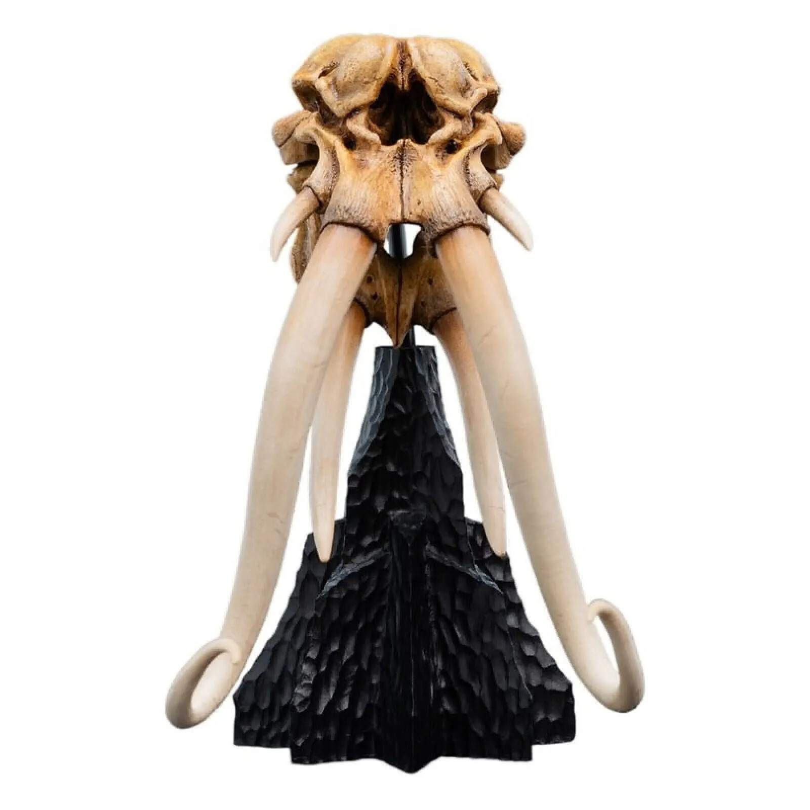 Le Seigneur des Anneaux - Statuette Skull of a Mumak 15 cm