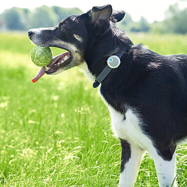 Acheter SUREFLAP Tracker d'Activité et de Comportement Sure Petcare