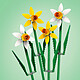 Buy LEGO Icons 40747 The Daffodils .