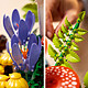 cheap LEGO Botanicals 11505 The Wood Mushrooms