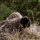 Avis CARUBA Filet de Camouflage 4x1.5M Roseau