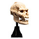 Avis Le Seigneur des Anneaux - Statuette Skull of Lurtz 14 cm