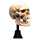 Avis Le Seigneur des Anneaux - Statuette Skull of a Mordor Orc 14 cm
